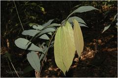 Friesodielsia sahyadrica